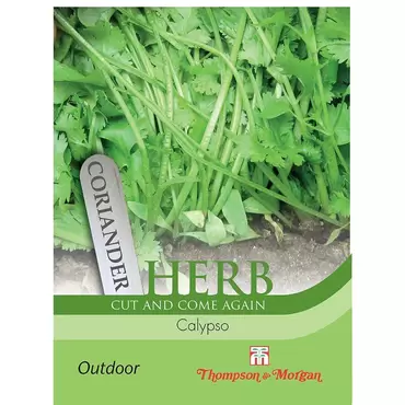 Herb Coriander Calypso