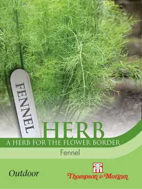 Herb Fennel