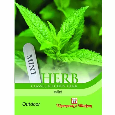 Herb Mint (Peppermint)