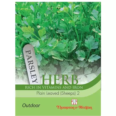 Herb Parsley Plain Leaved (Sheeps) 2