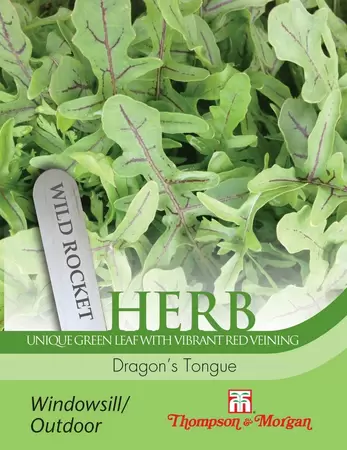 Herb Rocket Dragons Tongue