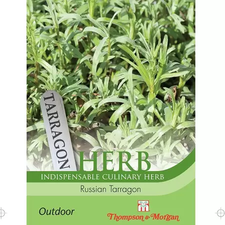 Herb Russian Tarragon