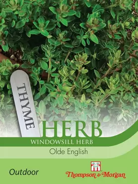 Herb Thyme Olde English