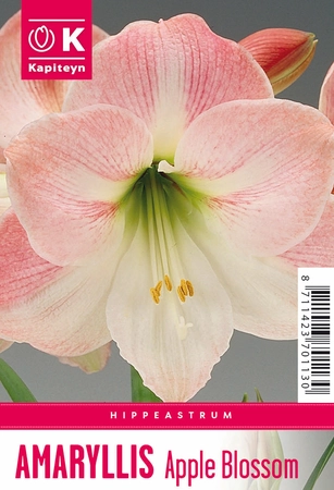 Hippeastrum Apple Blossom
