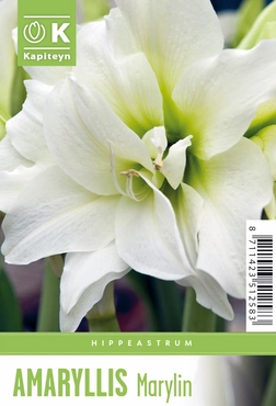Hippeastrum Marilyn