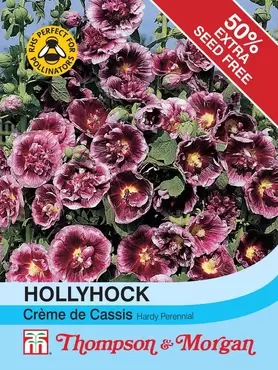 Hollyhock Crème de Cassis