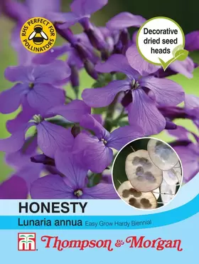 Honesty (Lunaria or Silver Dollar)