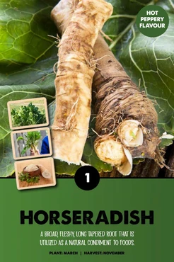Horseradish Armoricia Rusticana