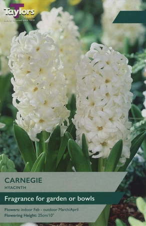 Hyacinth Carnegie