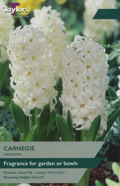 Hyacinth Carnegie