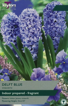 Hyacinth Delft Blue 14-15 Ord