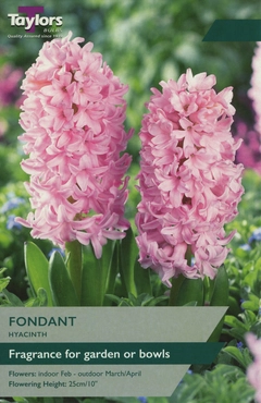 Hyacinth Fondant 14-15 Ord