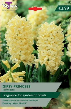 Hyacinth Gipsy Princess 16-17 Ord