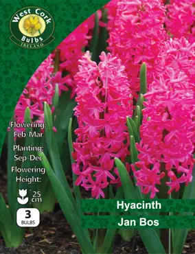 Hyacinth Jan Bos 3 Bulbs Prepack 15/16