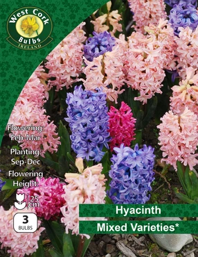 Hyacinth Mixed Varieties 3 Bulbs Prepack
