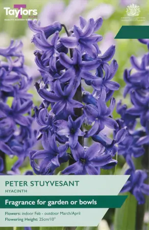 Hyacinth Peter Stuyvesant