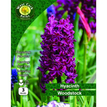 Hyacinth Woodstock 16-17