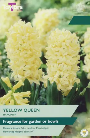 Hyacinth Yellow Queen