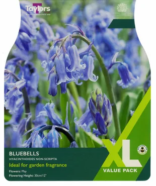 Hyacinthoides Non-Scripta 6/8 Xl