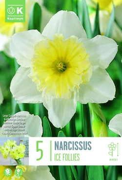 Ice Follies Narcissus Bulbs