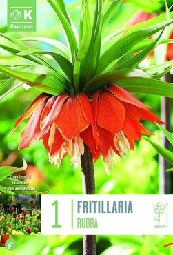 Imperialis Rubra Fritillaria Bulb