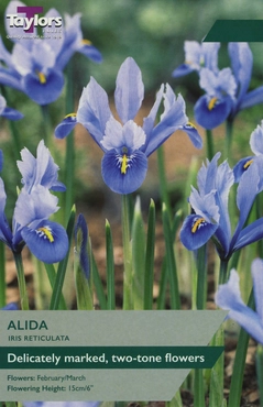 Iris Dwarf Alida 5-6
