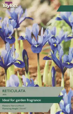Iris Reticulata J.S. Dijt 5-6 Lp
