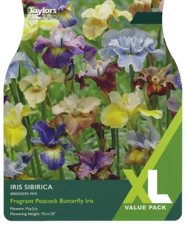 Iris Sibirica Breeders Mix  XL