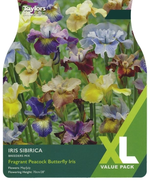 Iris Sibirica Breeders Mix  XL