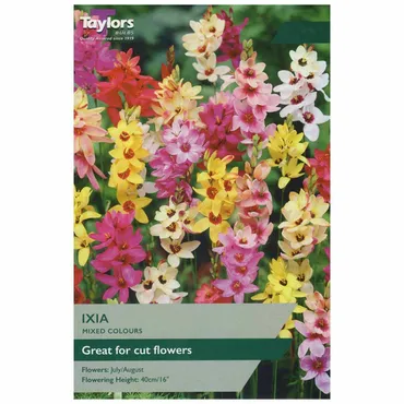 Ixia Bulbs - image 1