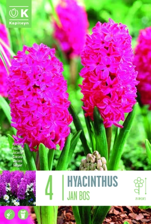 Jan Bos Hyacinth Bulbs