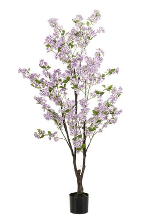 Jasmin Tree Lt Purple In Pot 160cm