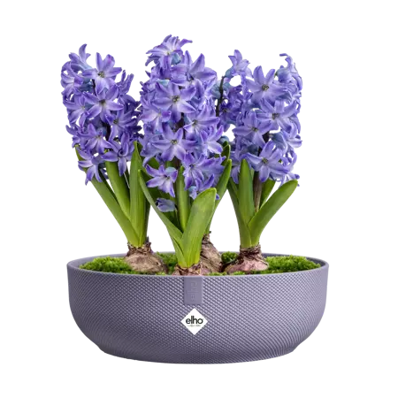 Jazz Bowl Liliac 28cm - image 3