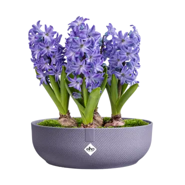 Jazz Bowl Liliac 28cm - image 3
