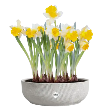Jazz Bowl White 28cm - image 3