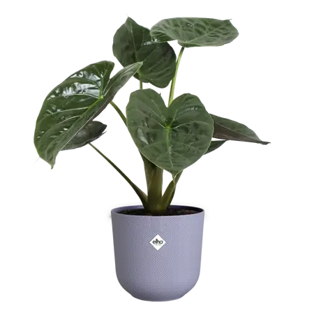 Jazz Round Lilac 30cm - image 4