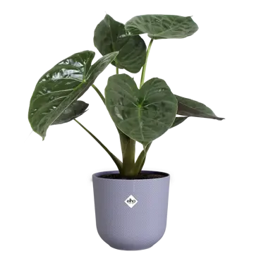 Jazz Round Lilac 30cm - image 4