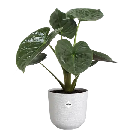 Jazz Round Silky White 30cm - image 3