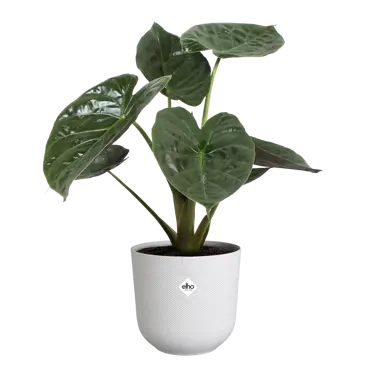 Jazz Round Silky White 35cm - image 3