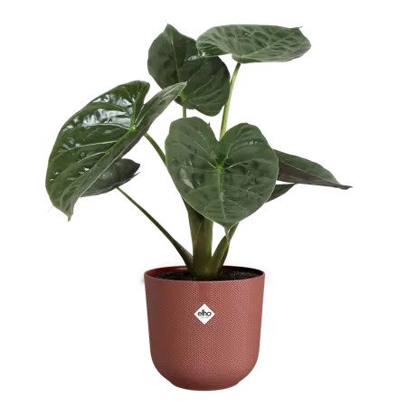 Jazz Round Tuscan Red 30cm - image 4