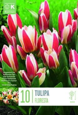 Kaufmanniana Floresta Tulip Bulbs