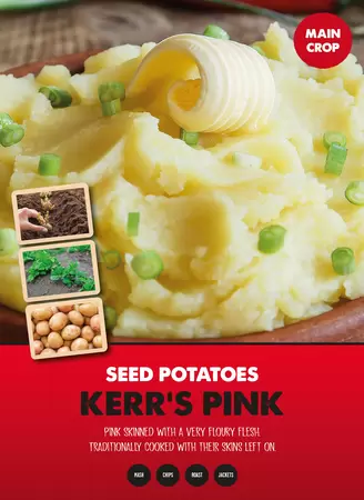 Kerr Pink Seed Potato