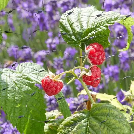 FRUIT NETTING