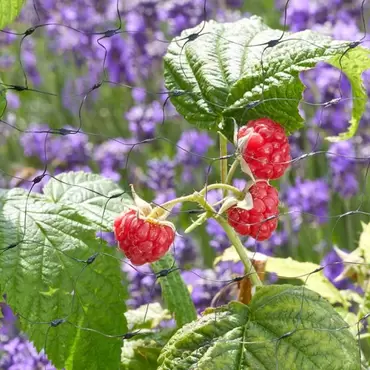 FRUIT NETTING