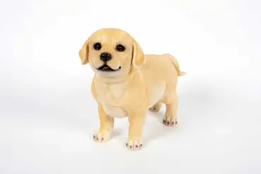 Labrador Standing