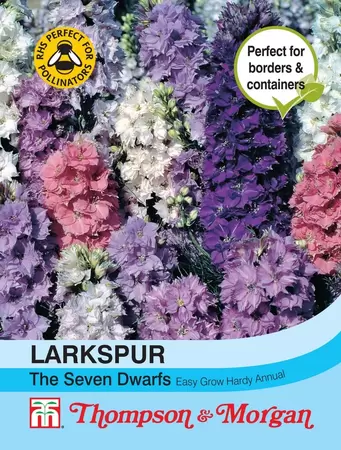 Larkspur The Seven Dwarfs