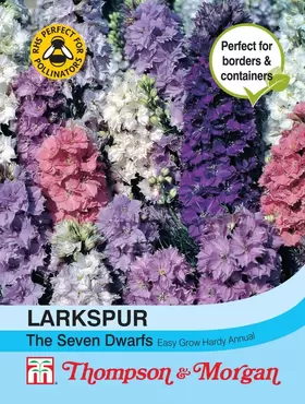 Larkspur The Seven Dwarfs