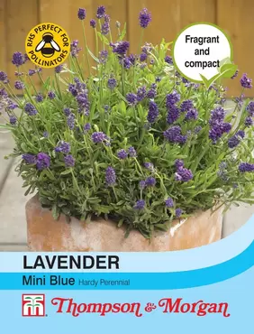 Lavender Mini Blue