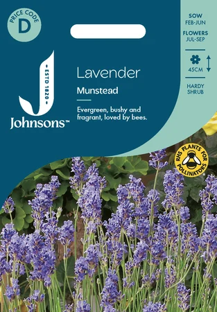 Lavender Munstead - image 1