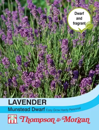 Lavender Munstead Dwarf